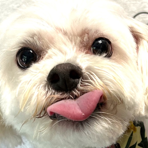 Meet your Posher - Picture 1 of 1